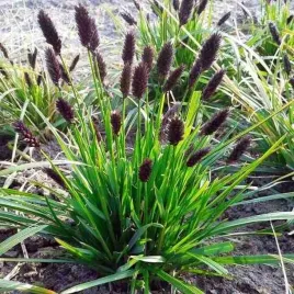sesleria-heufleriana-sesleria-heuflera-1-szt-doniczka-p9
