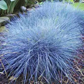 festuca-kostrzewa-sina-elijah-blue-1-szt-doniczka-p9