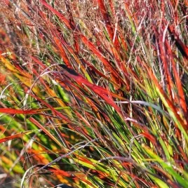 panicum-trawa-proso-rozgowate-rehbraun-1-szt-doniczka-p9