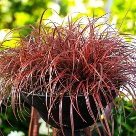 trawa-czerwona-uncinia-rubra-1-szt-doniczka-p9