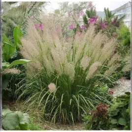 calamagrostis-trzcinnik-brachytricha-1-szt-doniczka-p9