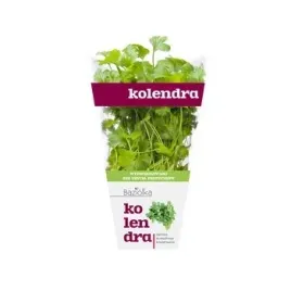 kolendra-doniczka-baziolka-1-szt