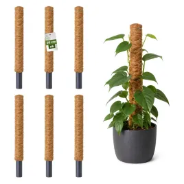 palik-kokosowy-podpora-do-roslin-pnacych-monstera-50-cm-x-32mm-zestaw-6-szt
