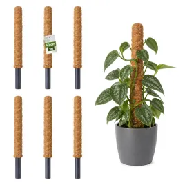 palik-kokosowy-podpora-do-roslin-pnacych-monstera-60-cm-x-32mm-zestaw-6-szt
