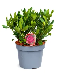 rododendron-azalia-nova-zembla-sadzonka-w-pojemniku-c10