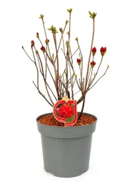 rododendron-azalia-feuerwerk-c10