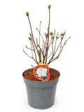rododendron-azalia-silver-slipper-c10