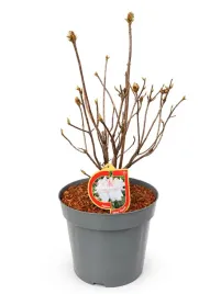 rododendron-azalia-silver-slipper-c10