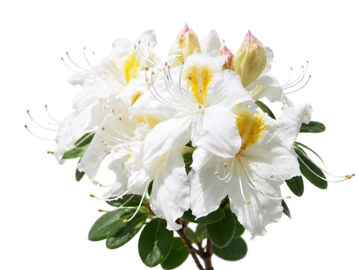 rododendron-azalia-silver-slipper-c10-rodzaj-rosliny-inny
