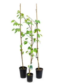 brzoza-pozyteczna-doorenbos-betula-c6