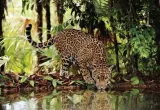 puzzle-2000-el-leopard-clementoni-32537