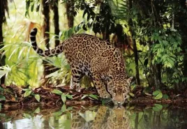 puzzle-2000-el-leopard-clementoni-32537