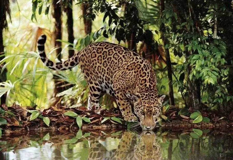 puzzle-2000-el-leopard-clementoni-32537