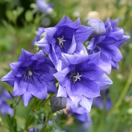 rozwar-wielkokwiatowy-hakone-blue-duze-podwojne-niebieskie-kwiaty-rarytas