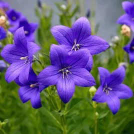 rozwar-wielkokwiatowy-astra-blue-duze-nawet-8-cm-kwiaty-niska-roslina