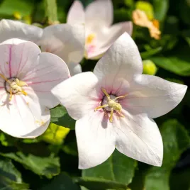 rozwar-wielkokwiatowy-astra-rose-jasnorozowy-niska-roslina-duze-kwiaty