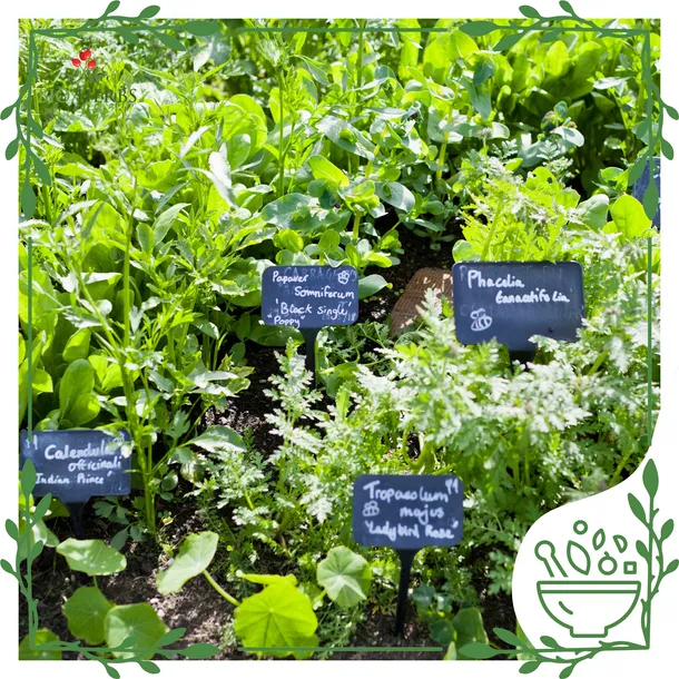 witamina-c-diosmina-hesperydyna-askorbinian-wapnia-80-kaps-marka-bio-herbs