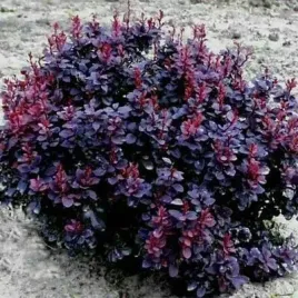 berberys-thunberga-concorde-10-30cm-purpurowa-pieknosc
