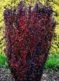 berberys-thunberga-red-pillar-10-30cm-ognisty-krzew