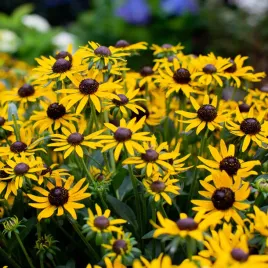 rudbekia-sadzonki-little-goldstar-bylina-niska-mnostwo-kwiatow