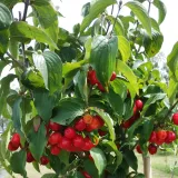 deren-jadalny-marceli-2l-rodzaj-rosliny-inny