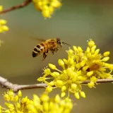 deren-jadalny-marceli-2l-producent-szkolka-pnaczy-marek-wedrowski
