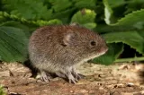 odstrasza-krety-sonic-stan-nowy-rodzaj-odstraszacz