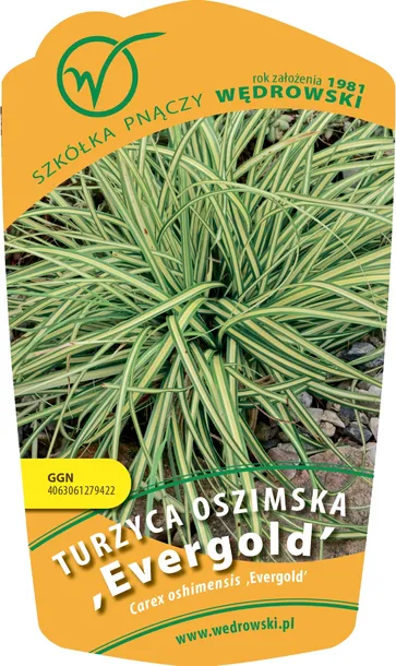 turzyca-oszimska-evergold-1l-styl-ogrod-srodziemnomorski-ogrod-wiejski-ogrod-skalny-ogrod-nowoczesny-ogrod-japonski-stan-nowy
