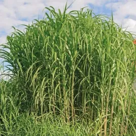 miskant-olbrzymi-giganteus-2l-pakiet-4-sztuk