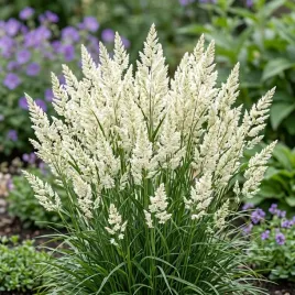 trawa-sesleria-lsniaca-1l
