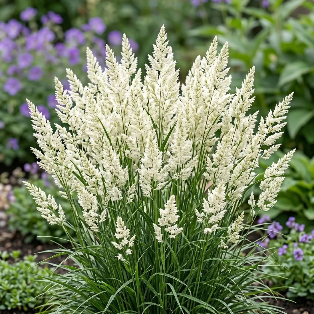 trawa-sesleria-lsniaca-1l
