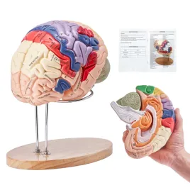 vevor-model-mozgu-czlowieka-2x-powiekszony-4-czesci-anatomiczny-pvc
