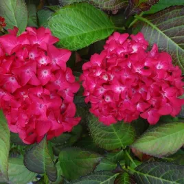 hortensja-red-baron-ogrodowa-2l