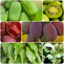 aktinidia-pakiet-n1-jumbo-ken-s-red-male-2l