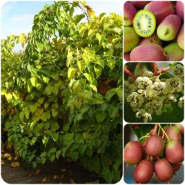 aktinidia-pakiet-n2-ananasnaja-weiki-zenska-i-meska-2l