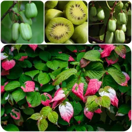 aktinidia-pakiet-n4-dr-szymanowski-sentyabraskaya-adam-2l