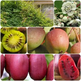 aktinidia-pakiet-n3-geneva-hardy-red-male-2l