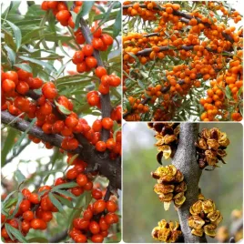 rokitnik-pakiet-n2-aromatnaja-podarok-sadu-meski-hikul-2l