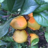 pigwowiec-japonski-orange-tea-2l-producent-szkolka-pnaczy-marek-wedrowski