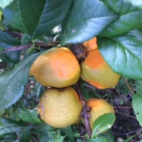 pigwowiec-japonski-orange-tea-2l-styl-ogrod-srodziemnomorski-ogrod-wiejski-ogrod-skalny-ogrod-nowoczesny-ogrod-japonski