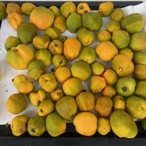 pigwowiec-japonski-orange-tea-2l-nazwa-lacinska-chaenomeles-japonica