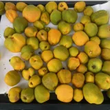 pigwowiec-japonski-orange-tea-2l-nazwa-lacinska-chaenomeles-japonica