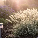 trawa-sesleria-lsniaca-1l-styl-ogrod-srodziemnomorski-ogrod-wiejski-ogrod-skalny-ogrod-nowoczesny-ogrod-japonski