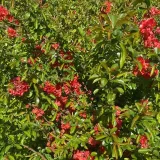pigwowiec-japonski-julia-2l-nazwa-lacinska-chaenomeles-japonica