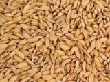 ryz-paddy-1kg