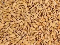 ryz-paddy-1kg