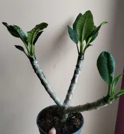 plumeria-frangipani-sadzonka-fi-17-40-cm