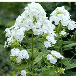 floks-wiechowaty-phlox-paniculata-david