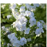 floks-wiechowaty-phlox-paniculata-david