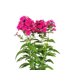 floks-wiechowaty-phlox-paniculata-flame-watermelon